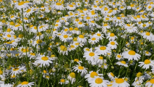 Chamomile field: Many small white daisies swing in the wind on a bright sunny day. The use of the plant in the medicinal industry of folk remedies. Soft focus