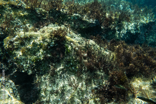 Unterwasser - unter der Wasseroberfläche - Unterwasserwelt - Korallen - Algen