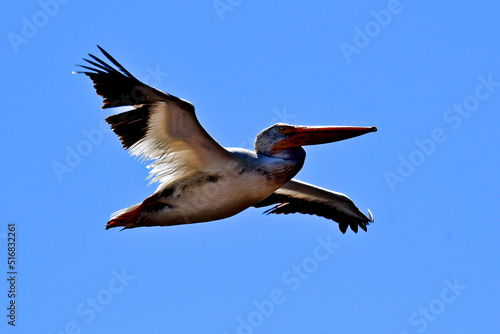 Pelican, flying in aerodynamic form, San Francisco Bay National Wildlife Refuge, Alviso, California photo
