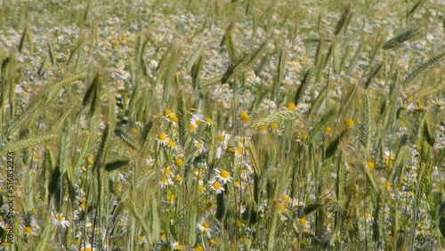 A field of ripening green wheat with daisies: neglected fields with weeds on a bright sunny day, soft focus