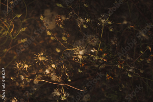 A dark moody painting like grainy photo of dry flowers and grass