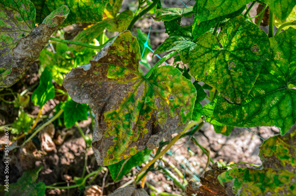 Mosaic virus on leaves of a cucumber plant Mosaic virus on leaves of a cucumber plant