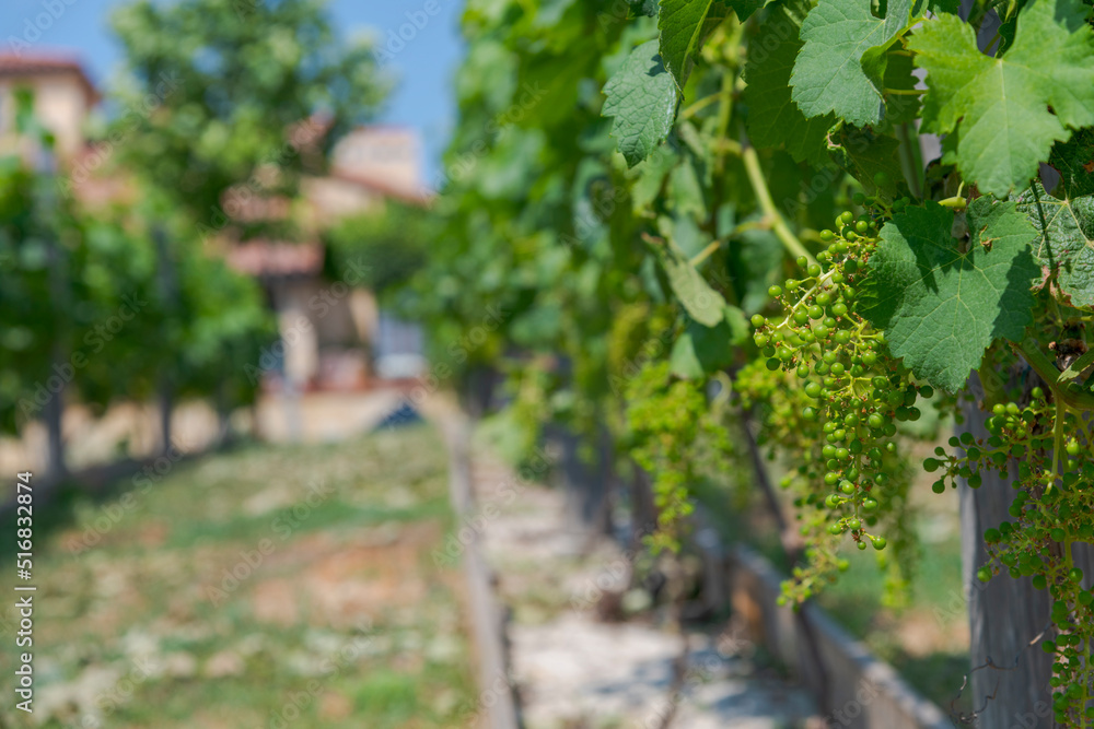 Close-up view of green unripe bunch of grapes hangs in vineyard in a sunny day. Blurred house with terracotta roof in the background. Selective focus. Copy space for your text. Winery theme.