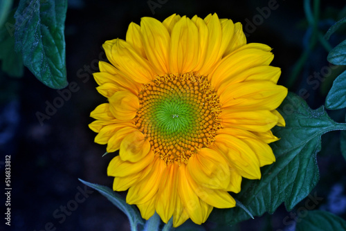 The outer ring of a Sunflower known as ray florets are bilaterally symmetrical whereas the dark inner ring is a cluster of radially symmetrical disk florets. photo