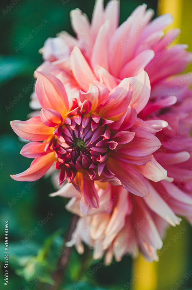 Pinlk Dahlia Flowers with green unfocused background. High quality photo. Close-Up Pinlk Dahlia Flowers with green unfocused background. High quality photo. Close-Up