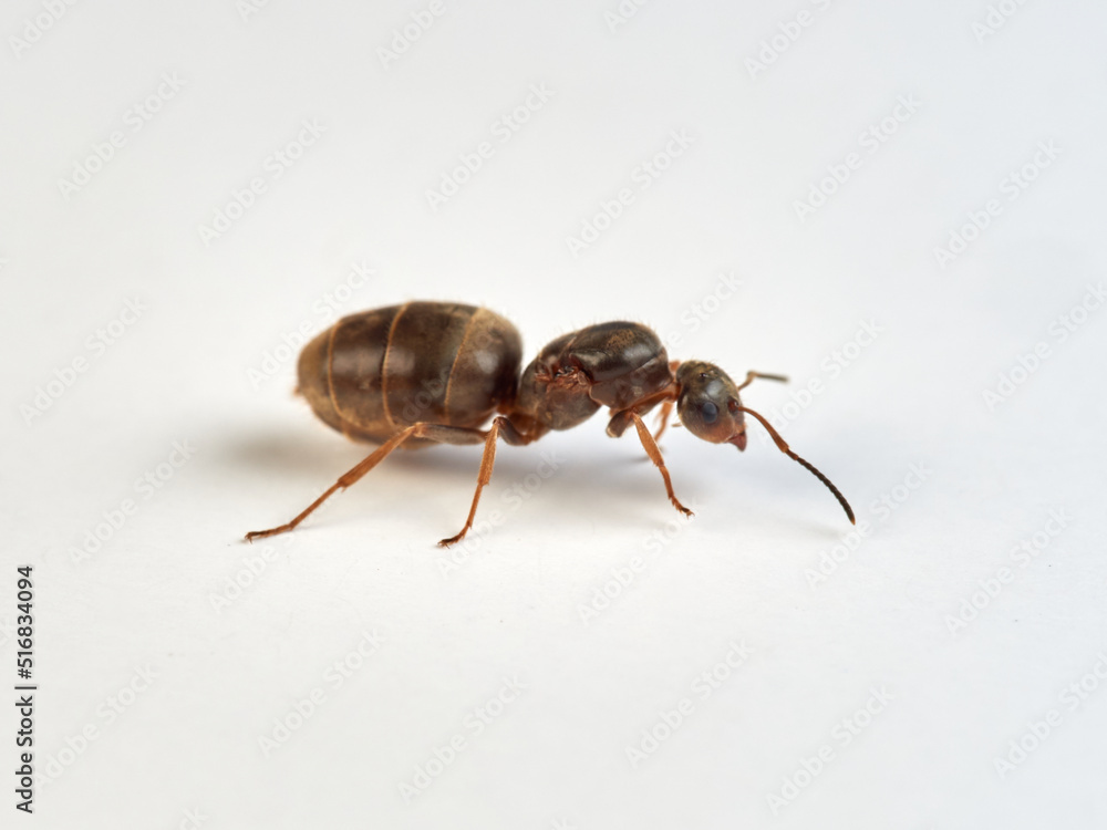 Ant on a white background. Genus Lasius. Ant on a white background. Genus Lasius.