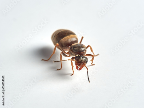 Ant on a white background. Genus Lasius.
