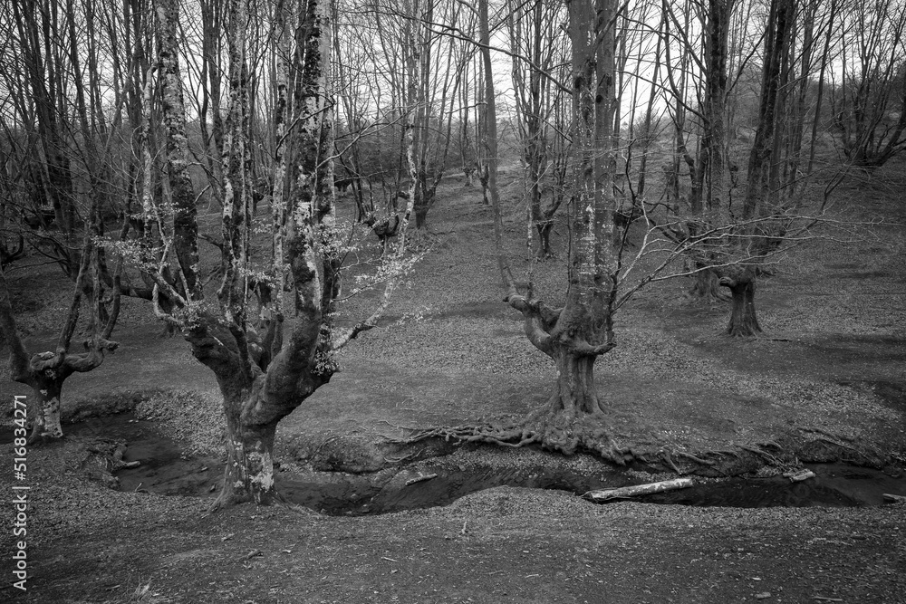 Naklejka premium Otzarreta Beech Forest. Gorbea Natural Park. Spain.