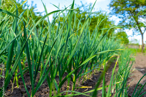 Green young shoots of garlic. Growing garlic in agriculture