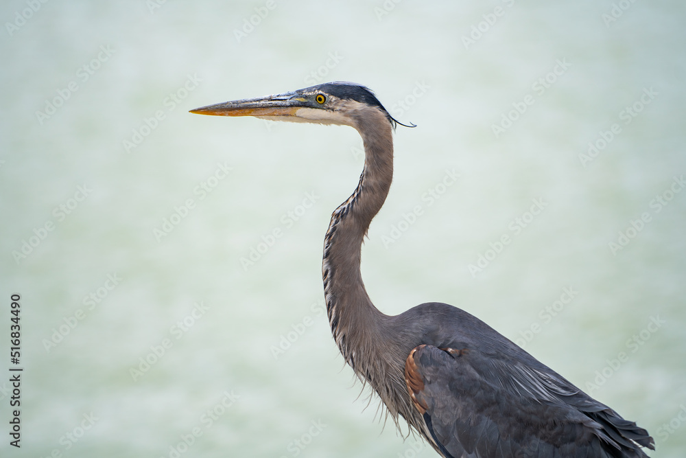 Close-up of Great blue heron (Ardea cinerea) Close-up of Great blue heron (Ardea cinerea)