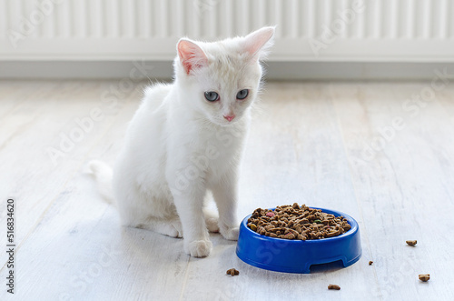 White little cat sits offendedly near a bowl of food. Food for little cats. photo