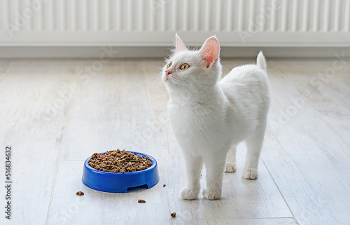 Canvas Print White small Turkish Angora cat stands near a bowl of food