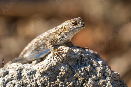 Close-up of Eastern Fence Lizard (Sceloporus undulatus) sitting on a rock. 