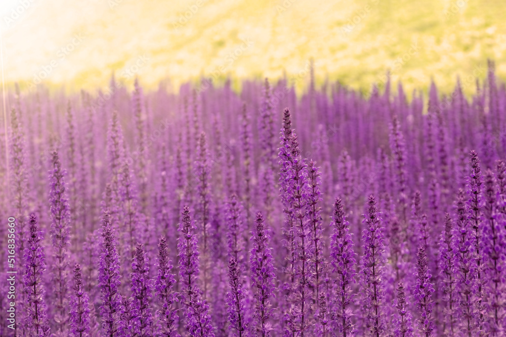 Obraz premium Salvia flowers on green hill at sunset. Garden sage for herbal tea. Agricultural field with blossom herbs for healthy food.