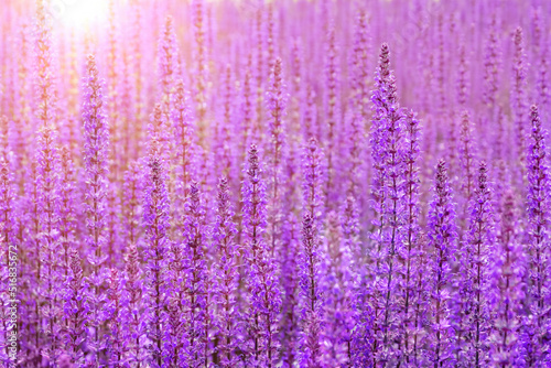 Salvia flower background. Blossom sage field at sunrise. Garden with blooming purple clary in summer or spring.