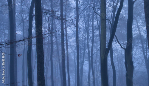 Dense fog around bare trees on a fall day in the Palatinate forest of Germany.