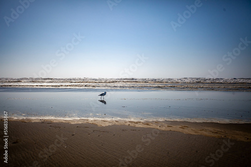 Solitary seagull standing on the beach