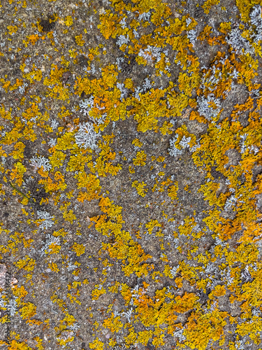 Rough stone surface from close with coloured moss texture and natural patterns in detail © Aurelijus