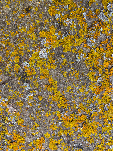 Rough stone surface from close with coloured moss texture and natural patterns in detail