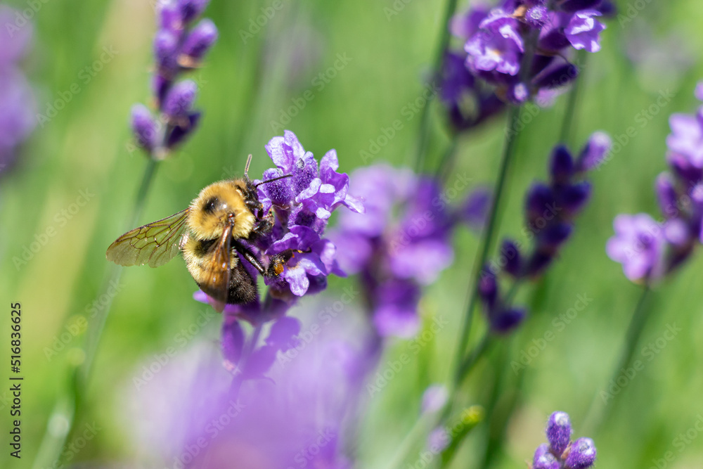 bee on lavender bee on lavender