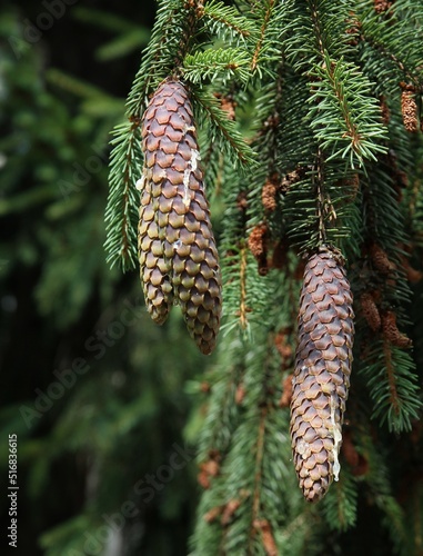 spruce coniferous tree with growing cones scenic