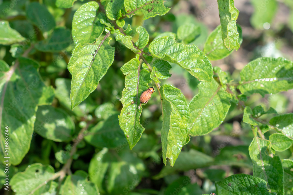 The larvae of Colorado beetle on potato leaves The larvae of Colorado beetle on potato leaves