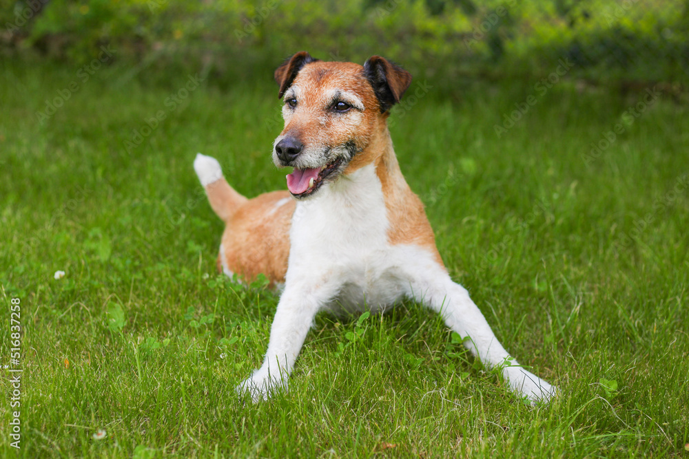 Dog white and brown Jack Russell Terrier lies on the green grass on a sunny summer day