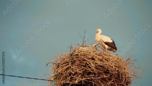 The stork family sits on the nest Belarus