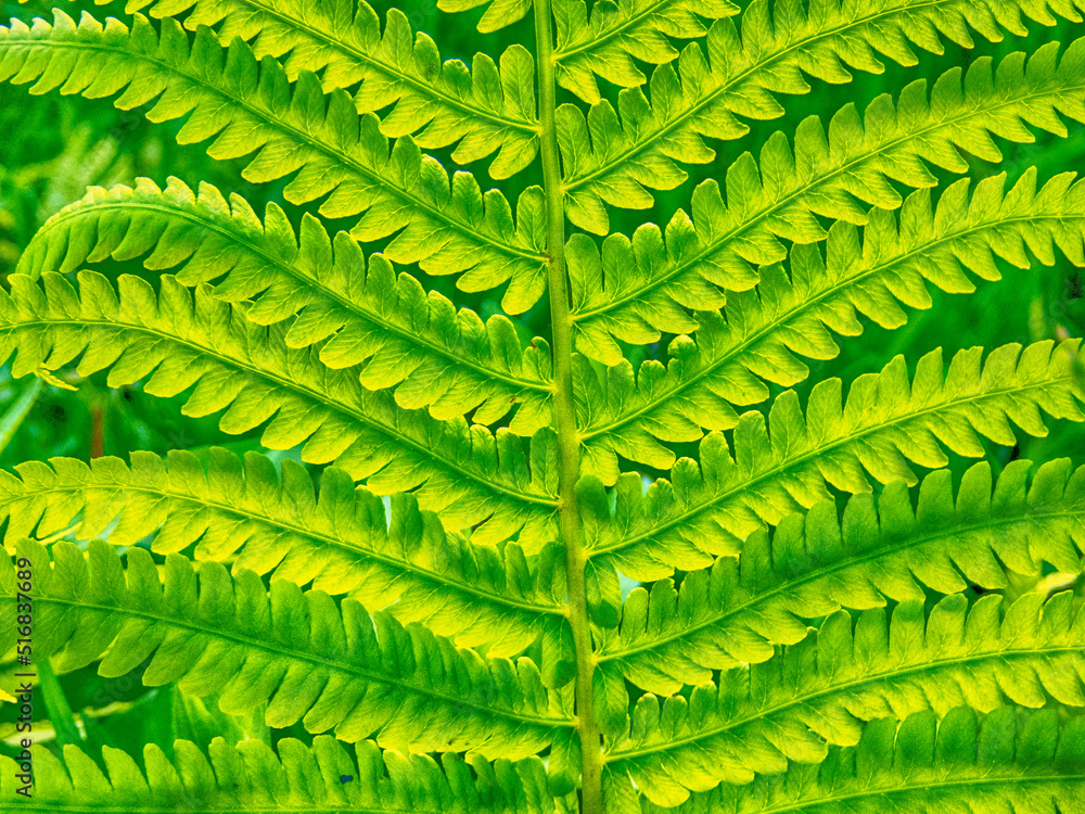 Glowing fern Glowing fern
