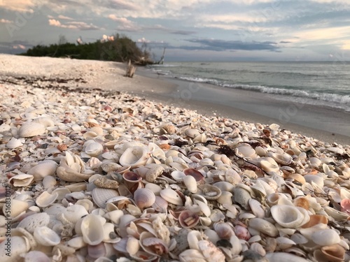 Pile of Sea Shells on Beach