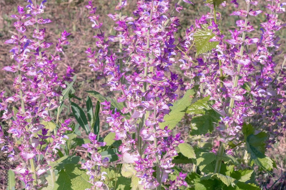 Clary sage plant in garden in summer.Beautiful floral background