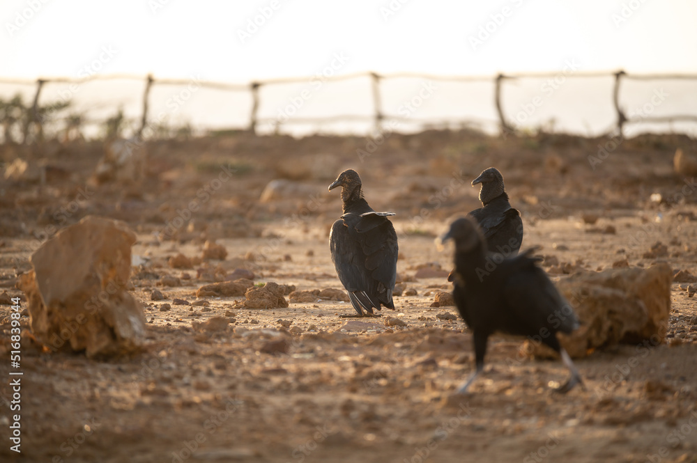 vulture birds on the ground not flying during sunset sunrise warm background colors vulture birds on the ground not flying during sunset sunrise warm background colors