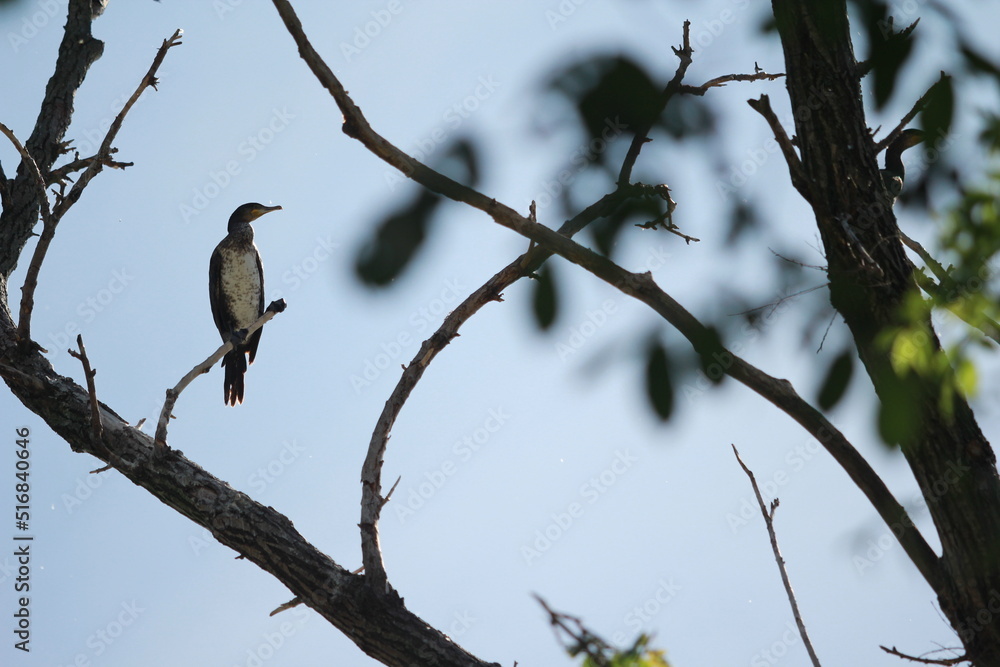 Bird Bird