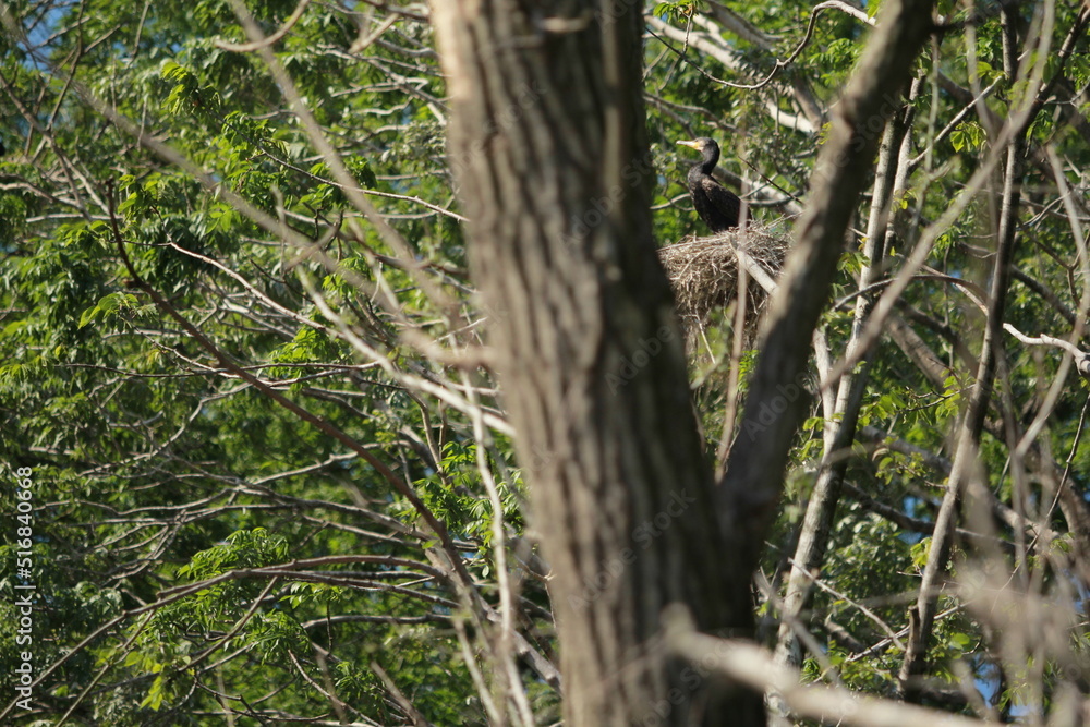 Cormoran in the nest Cormoran in the nest