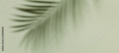 Palm leaf shadow on a green background. Olive color stylish flat lay with trendy shadow and sun light. Banner.