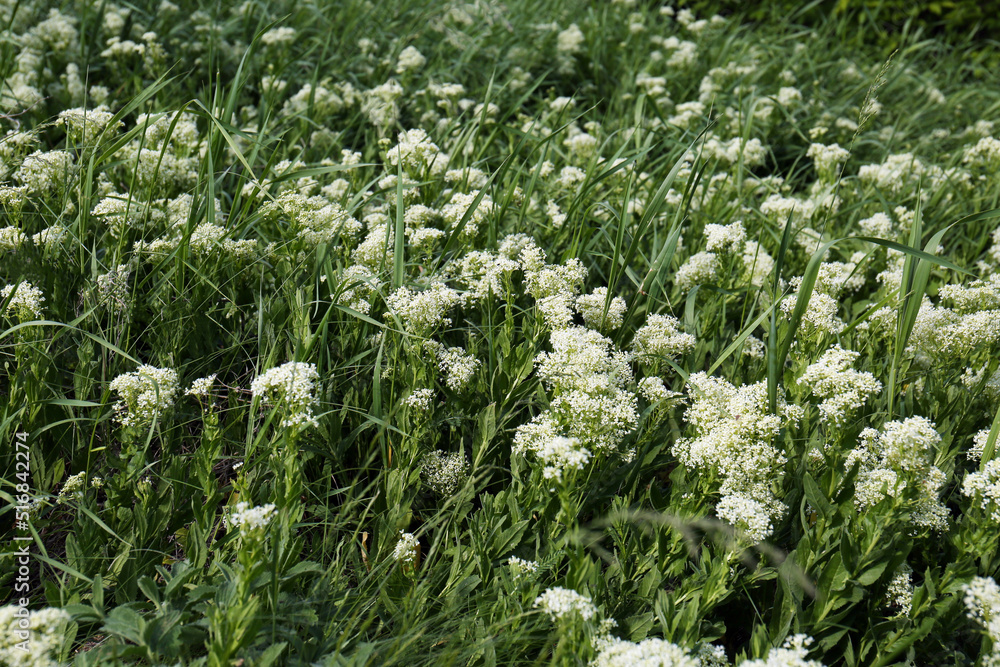 Beautiful white wildflowers growing in field on spring day Beautiful white wildflowers growing in field on spring day