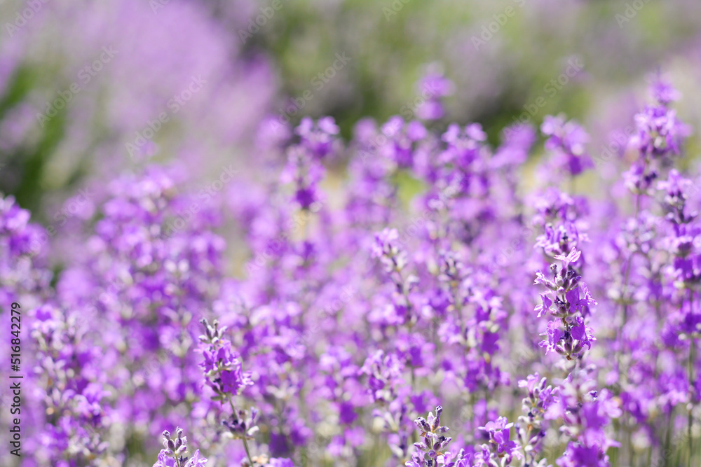 Beautiful lavender flowers growing in field, closeup Beautiful lavender flowers growing in field, closeup