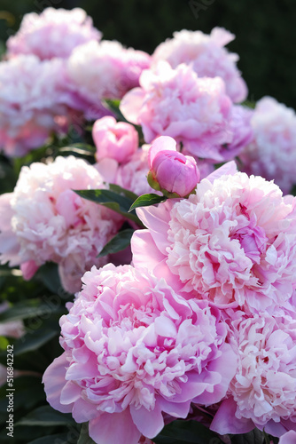 Beautiful pink peony flowers outdoors, closeup view