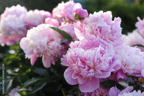 Blooming peony plant with beautiful pink flowers outdoors  closeup