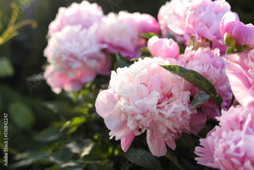 Fototapeta Naklejka Na Ścianę i Meble -  Blooming peony plant with beautiful pink flowers outdoors, closeup. Space for text