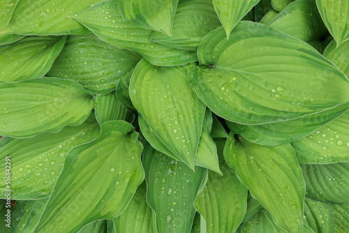 Beautiful dieffenbachia with wet green leaves as background