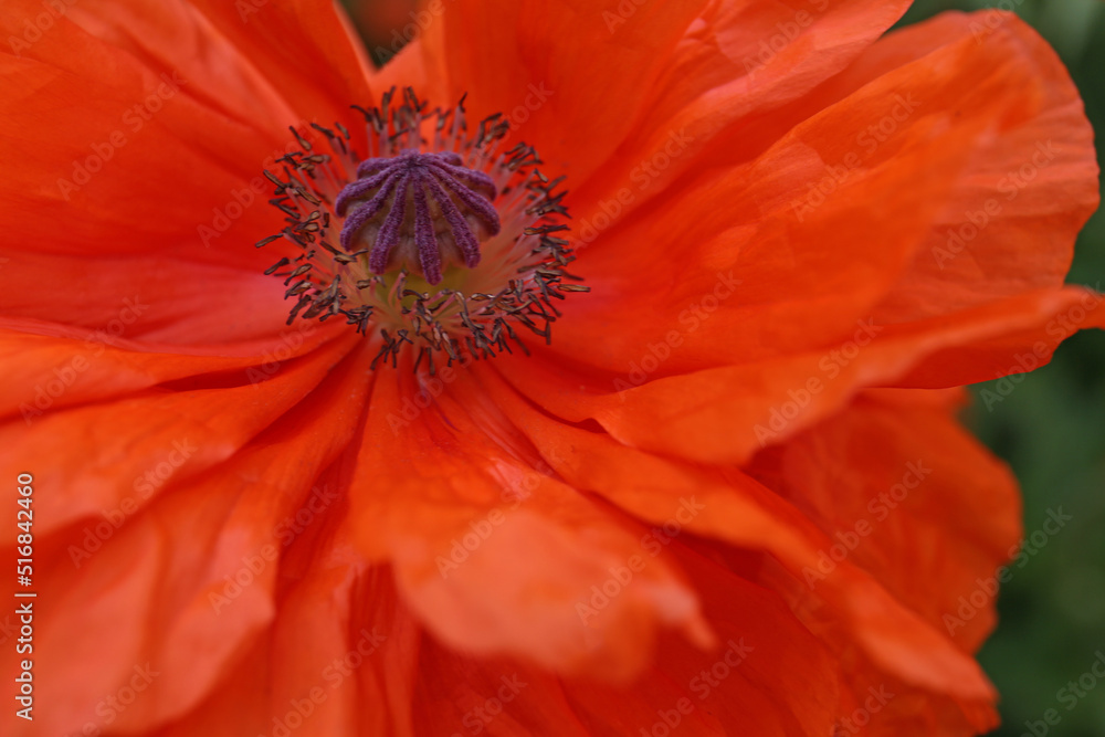 Beautiful bright red poppy flower, closeup view Beautiful bright red poppy flower, closeup view