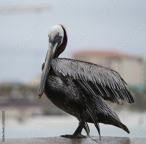 Pelican