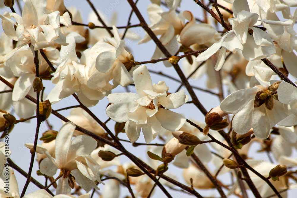 Golden Magnolia