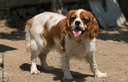 The Cavalier King Charles Spaniel is a small breed of spaniel classed in the toy group of The Kennel Club and the American Kennel Club. © Piotr