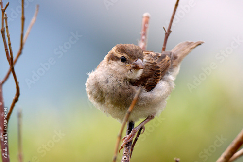 Фотография bird on a branch