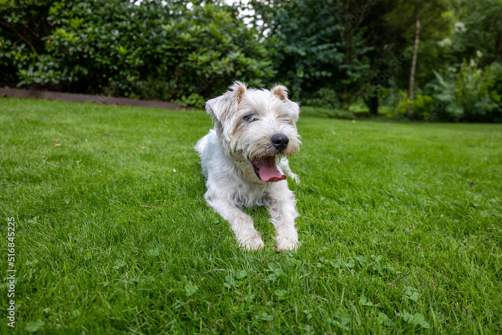 Close up Jack Russell Terrier Dog in Green Garden Close up Jack Russell Terrier Dog in Green Garden