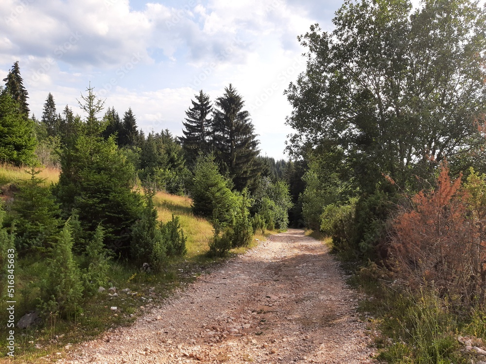 Path in the woods near village Pavlovac on mountain Jahorina, Bosnia and Herzegovina