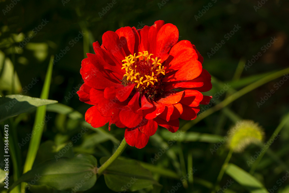 Close up beautiful shot of flower Close up beautiful shot of flower