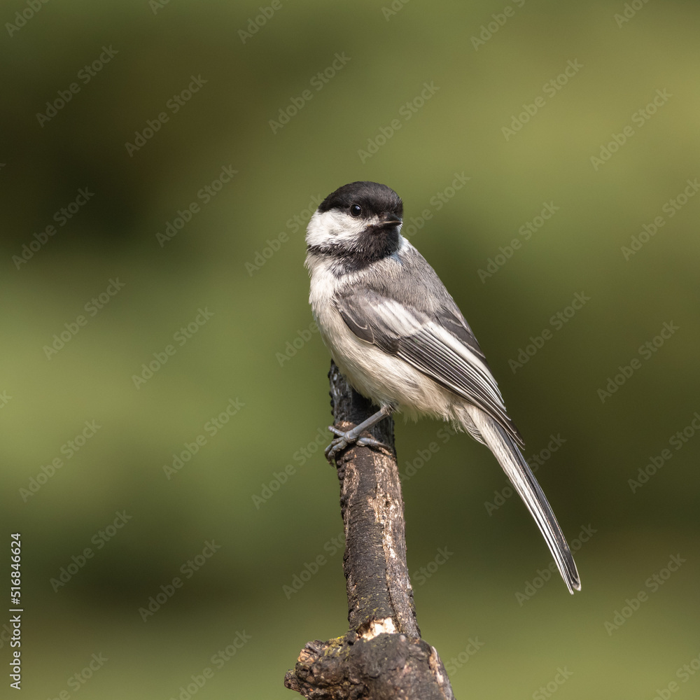 A Black-capped Chickadee in Alaska A Black-capped Chickadee in Alaska